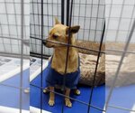 Small #7 Chihuahua Mix
