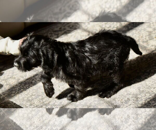 Medium Photo #7 Labrador Retriever-Unknown Mix Puppy For Sale in Mechanicsburg, PA, USA