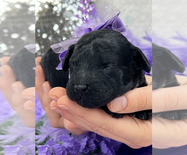 Medium Photo #1 Miniature Labradoodle Puppy For Sale in BULLARD, TX, USA