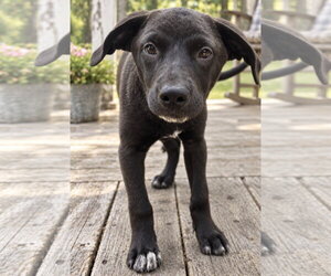 Borador Dogs for adoption in Southbury, CT, USA