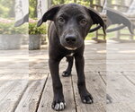 Milky Way~meet me! - Male Borador Dog for Adoption - Small photo