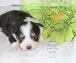 Small Photo #12 Aussie-Corgi-Miniature Australian Shepherd Mix Puppy For Sale in LIND, WA, USA