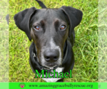 Small Pointer Mix