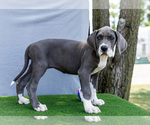 Small #2 Great Dane