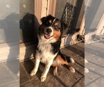 Small Photo #1 Australian Shepherd-Great Pyrenees Mix Puppy For Sale in CHARLESTOWN, IN, USA