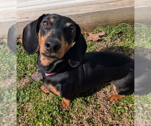 Medium Photo #4 Dachshund Puppy For Sale in Shelbyville, TN, USA