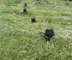 German Shepherd Dog Litter for sale in SUMPTER TWP, MI, USA