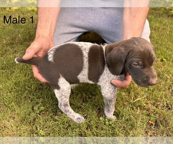 Medium Photo #3 German Shorthaired Pointer Puppy For Sale in VALLEY CENTER, CA, USA