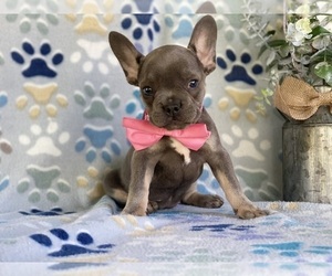 French Bulldog Puppy for sale in LANCASTER, PA, USA