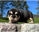 Small #4 English Bulldog