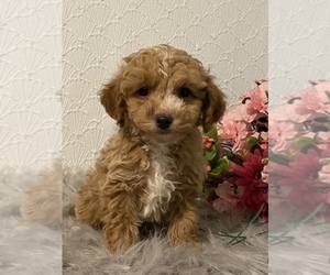 Maltese-Poodle (Toy) Mix Puppy for sale in SENECA FALLS, NY, USA