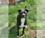 Small Photo #28 American Staffordshire Terrier-Unknown Mix Puppy For Sale in Rosenberg, TX, USA