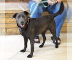 Small #3 Labrador Retriever Mix