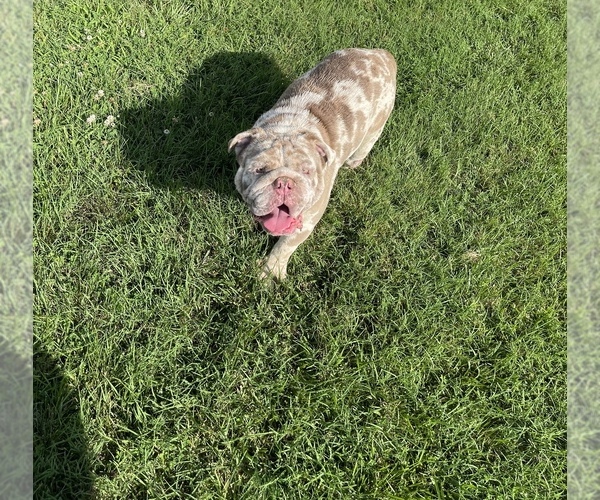 Medium Photo #1 Bulldog Puppy For Sale in RICHMOND, VA, USA