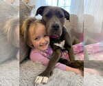 Small #1 American Staffordshire Terrier-Labrador Retriever Mix