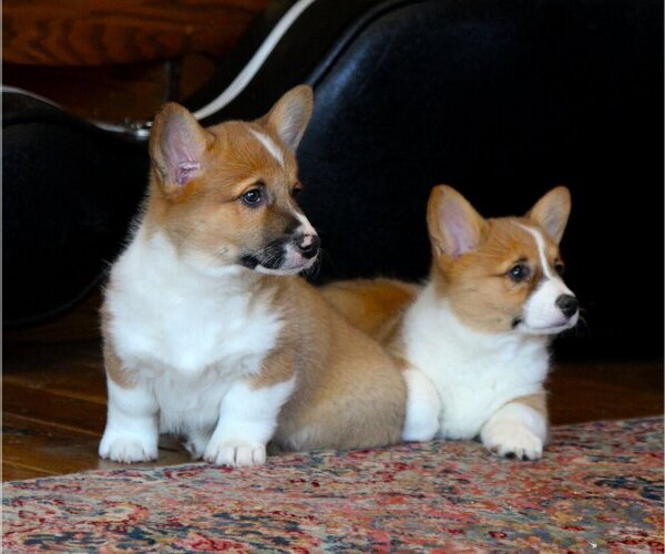 Medium Photo #15 Pembroke Welsh Corgi Puppy For Sale in FAIR GROVE, MO, USA
