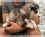Small Photo #12 Siberian Husky Puppy For Sale in KANSAS CITY, MO, USA
