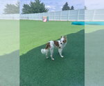 Small #4 Cavalier King Charles Spaniel Mix