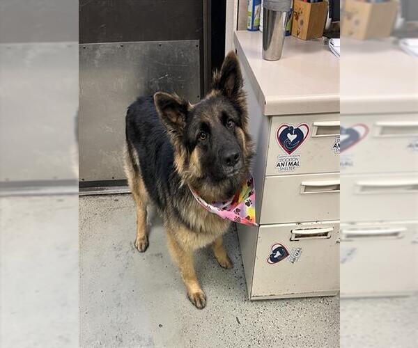 Medium Photo #2 German Shepherd Dog Puppy For Sale in Stockton, CA, USA