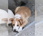 Small #10 Australian Shepherd
