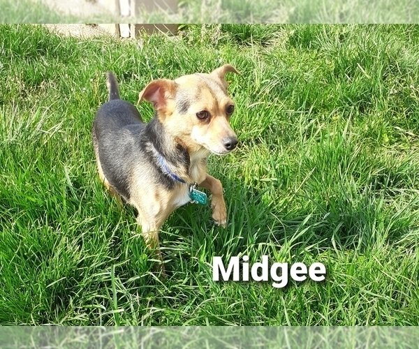 Medium Photo #1 Fox Terrier (Smooth)-Miniature Pinscher Mix Puppy For Sale in HAMBURG, PA, USA