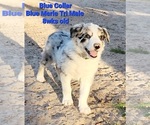 Small Photo #1 Border Collie Puppy For Sale in ELMENDORF, TX, USA