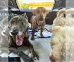 Small #13 Catahoula Leopard Dog-Labrador Retriever Mix