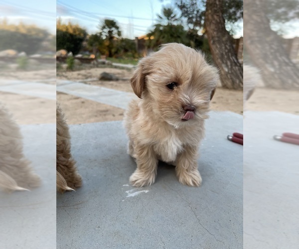 Medium Photo #3 Maltipoo Puppy For Sale in APPLE VALLEY, CA, USA