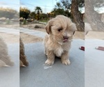 Small Photo #3 Maltipoo Puppy For Sale in APPLE VALLEY, CA, USA