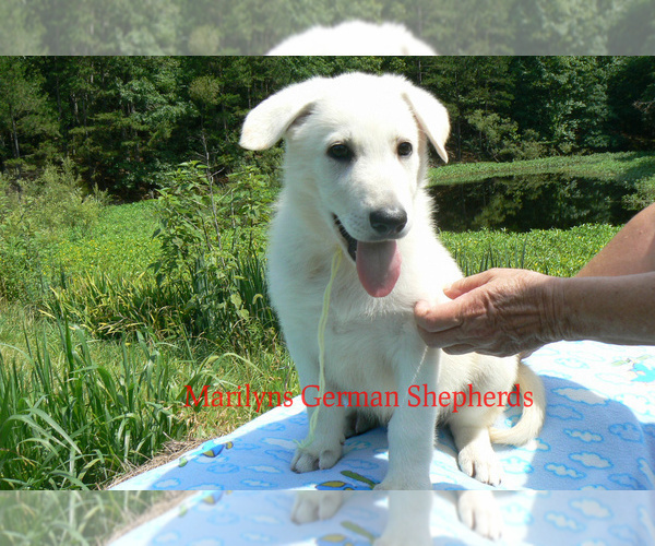 Medium Photo #2 German Shepherd Dog Puppy For Sale in PIEDMONT, MO, USA
