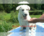 Small Photo #2 German Shepherd Dog Puppy For Sale in PIEDMONT, MO, USA
