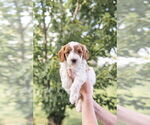 Small Photo #36 Goldendoodle (Miniature) Puppy For Sale in FREDERICA, DE, USA