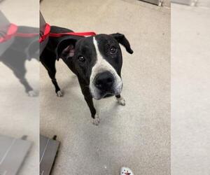 Great Dane Dogs for adoption in Riverside, CA, USA