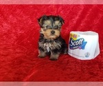 Small Photo #5 Yorkshire Terrier Puppy For Sale in WHITTIER, CA, USA