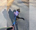 Small #6 Dutch Shepherd  Mix