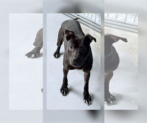 American Pit Bull Terrier-Unknown Mix Dogs for adoption in Walnutport, PA, USA