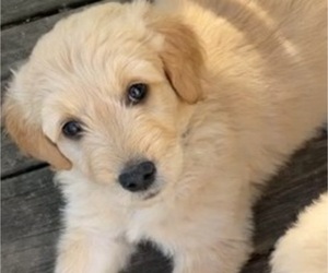 Goldendoodle Puppy for Sale in SPRINGFIELD, Louisiana USA