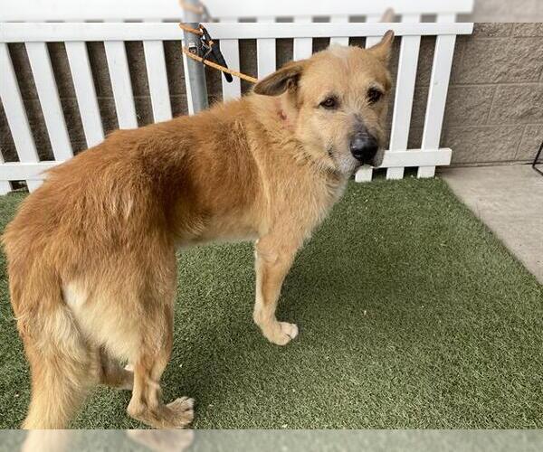 Medium Photo #1 Airedale Terrier-Unknown Mix Puppy For Sale in Modesto, CA, USA