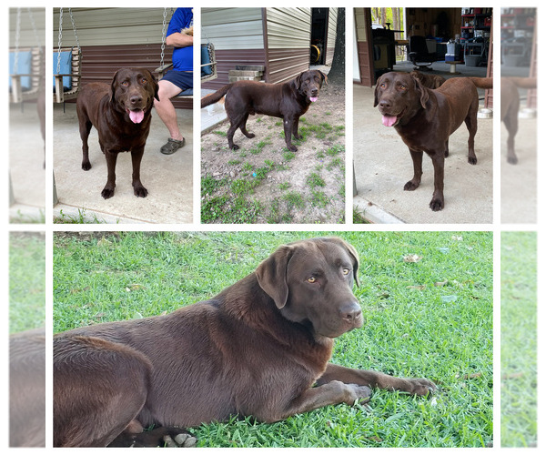 Medium Photo #3 Labrador Retriever Puppy For Sale in DAYTON, TX, USA