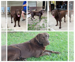 Small #2 Labrador Retriever