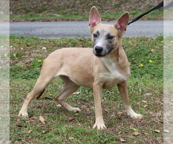 Medium Photo #3 Mutt Puppy For Sale in Prattville, AL, USA