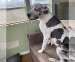Small Photo #1 Great Dane Puppy For Sale in CLEVELAND, NC, USA
