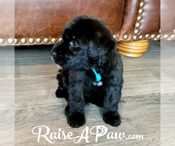 Medium Photo #7 Whoodle Puppy For Sale in OVERGAARD, AZ, USA