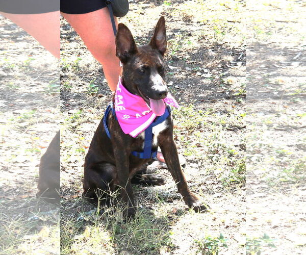 Medium Photo #2 Shollie Puppy For Sale in Bandera, TX, USA