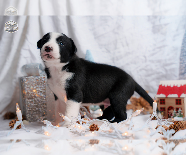 Medium Photo #1 Border Collie Puppy For Sale in FLORENCE, SC, USA
