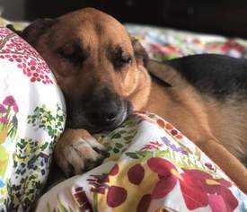 Beagle-German Shepherd Dog Mix Dogs for adoption in NEWPORT BEACH, CA, USA