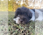 Puppy 1 Schnauzer (Miniature)