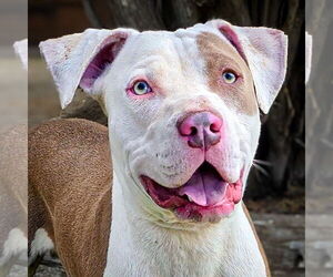 American Staffordshire Terrier-Unknown Mix Dogs for adoption in Albuquerque, NM, USA
