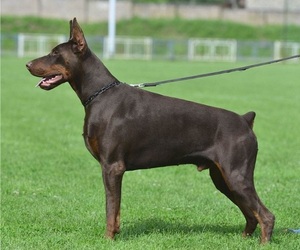Father of the Doberman Pinscher puppies born on 11/14/2023