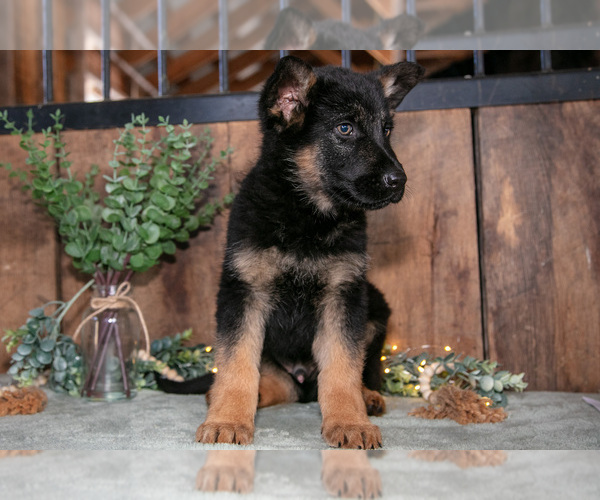 Medium Photo #3 German Shepherd Dog Puppy For Sale in MANTON, MI, USA